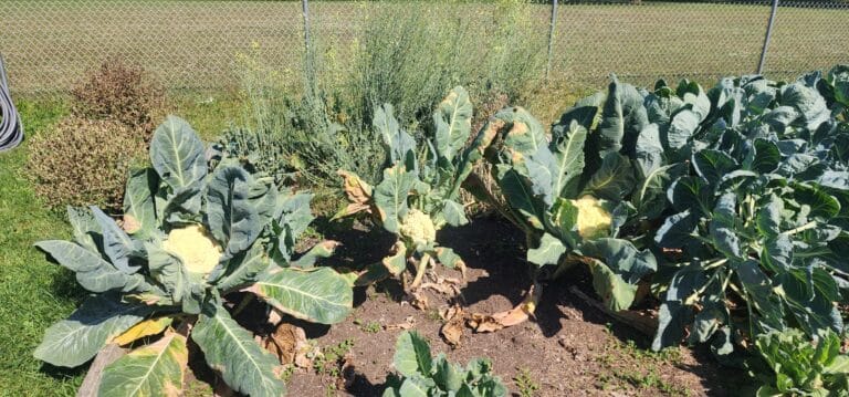 From our Maryville garden to the community